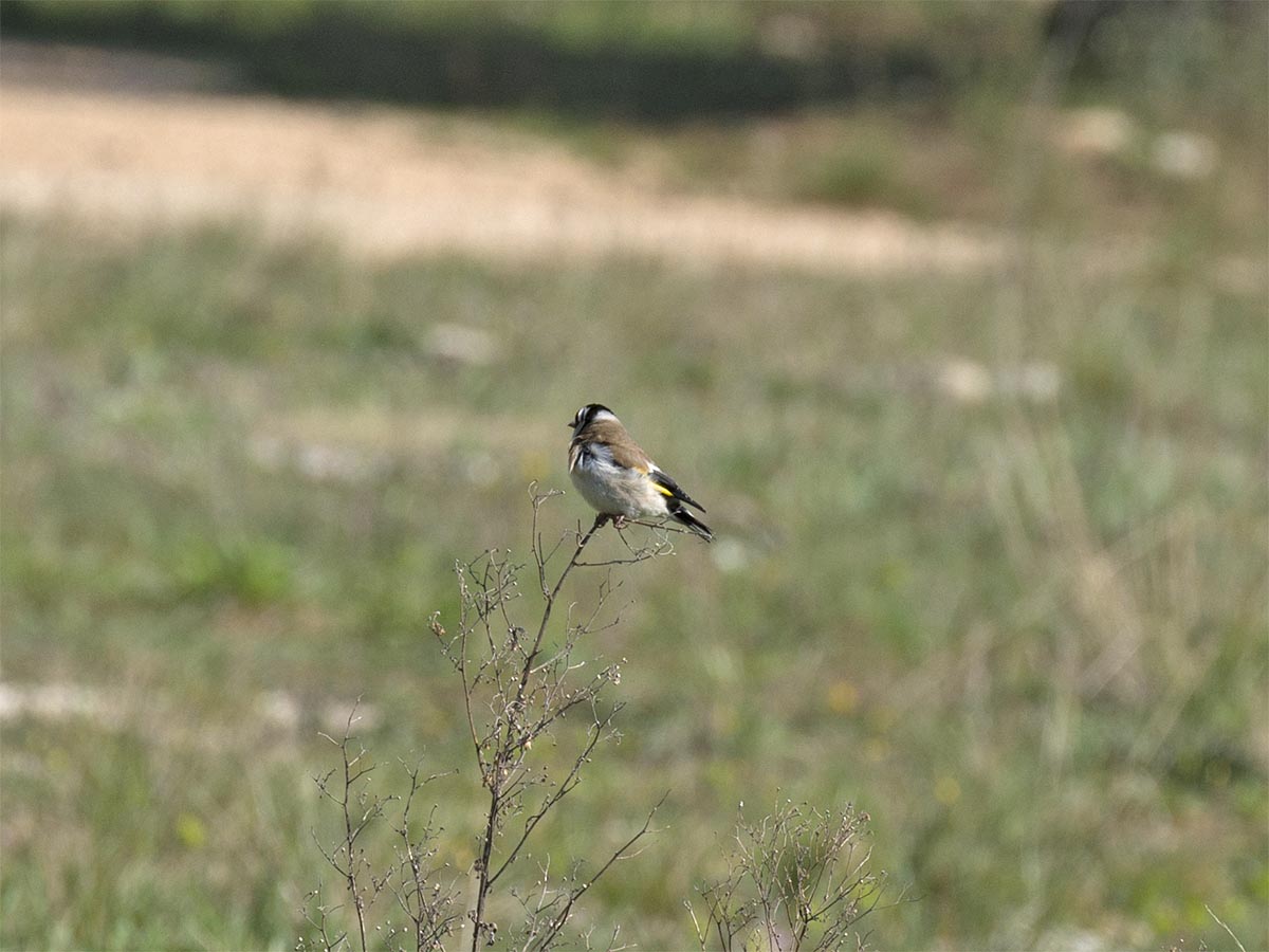 Carduelis carduelis